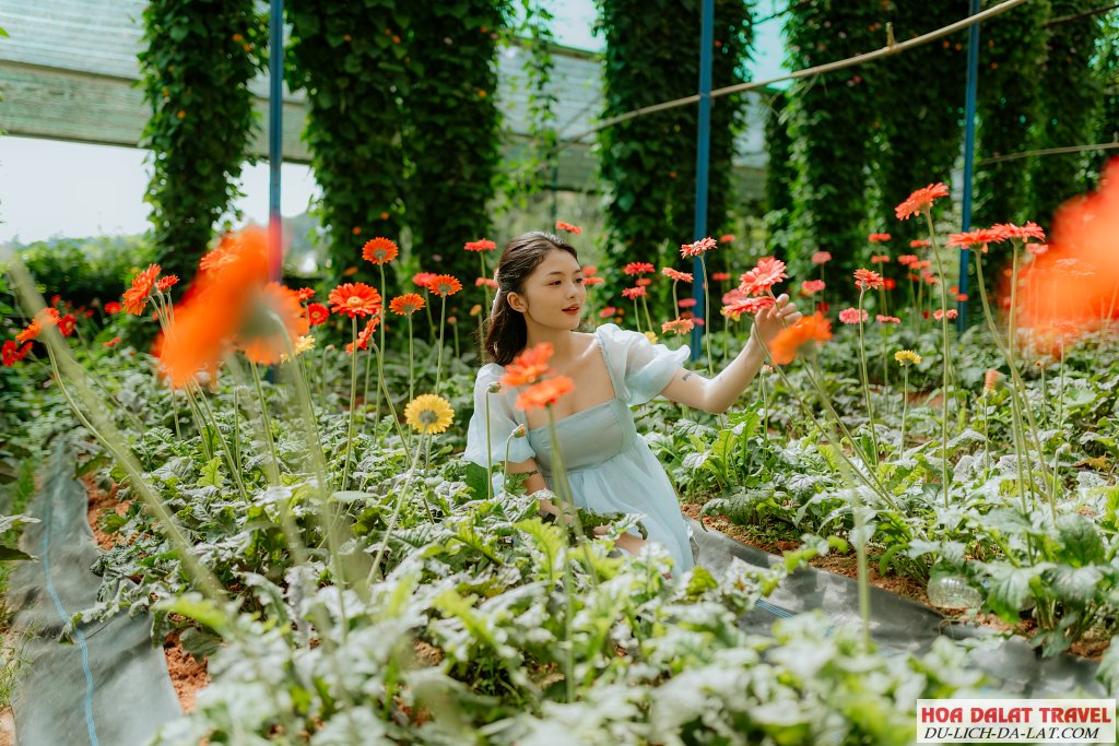 Vườn Hoa Đồng Tiền