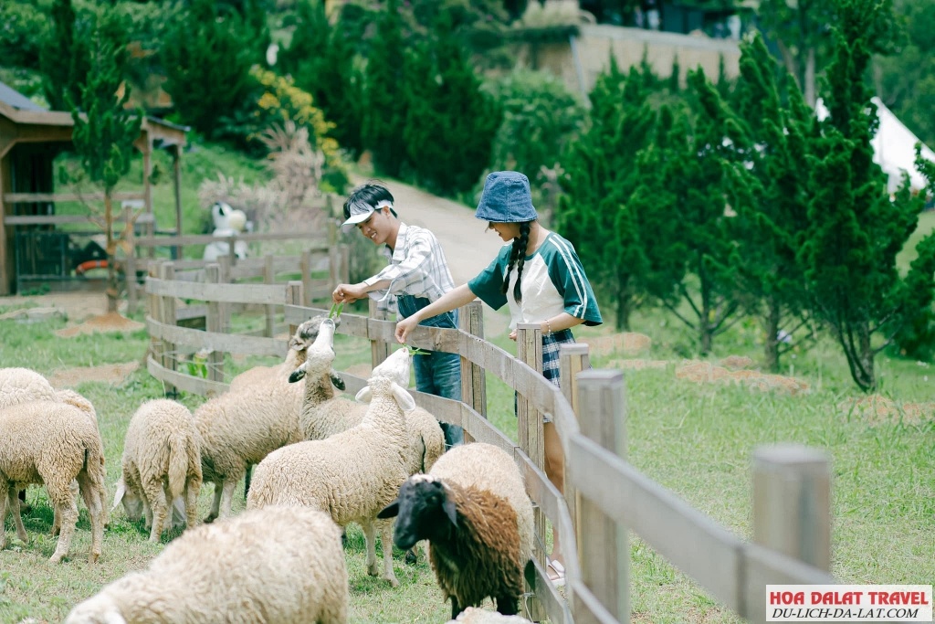 CHơi với các em thú dễ thương tại Nông trại Máy bay Giấy