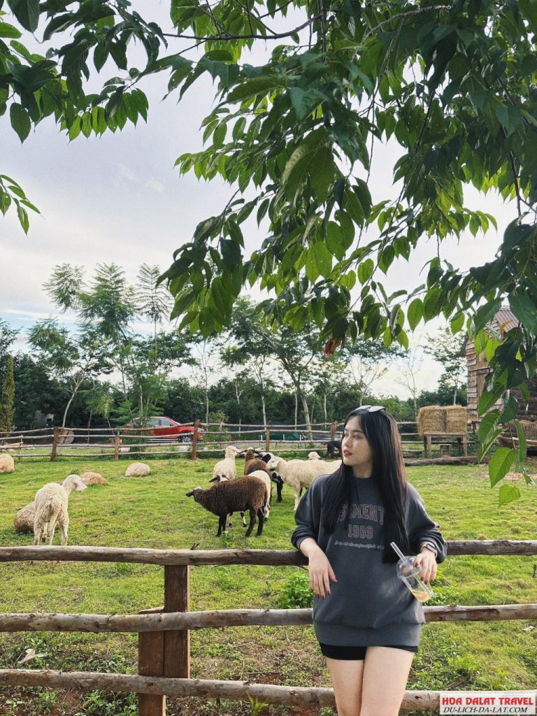 Trải nghiệm nông trại cừu và thỏ
