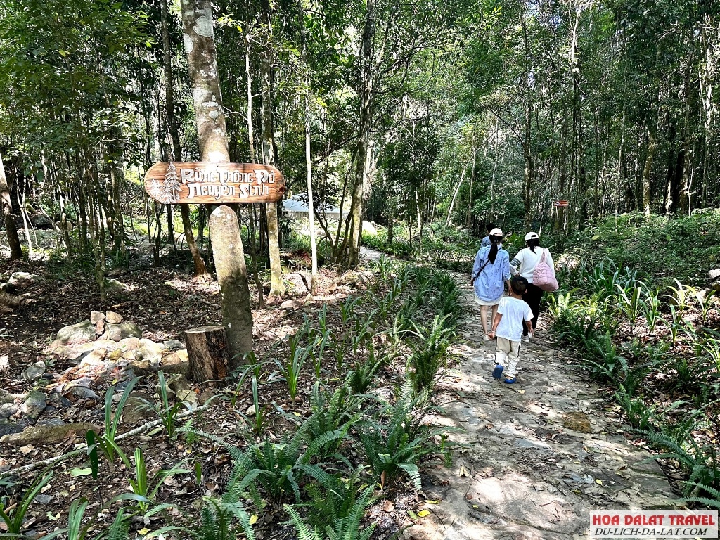 các chương trình retreat thiền trong rừng