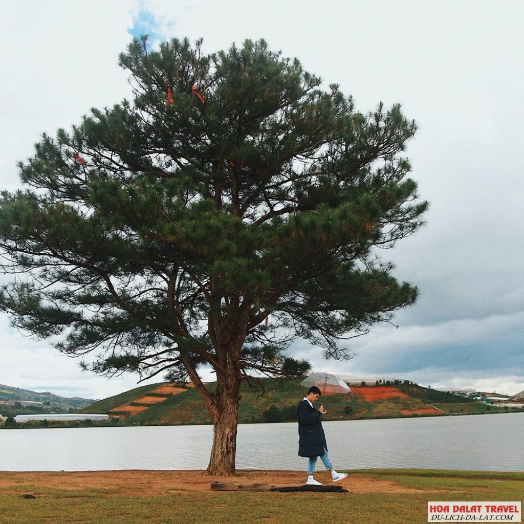 Cây cô đơn Đà Lạt