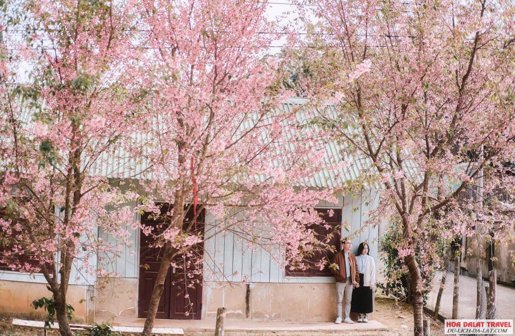 Đà Lạt vào mùa xuân