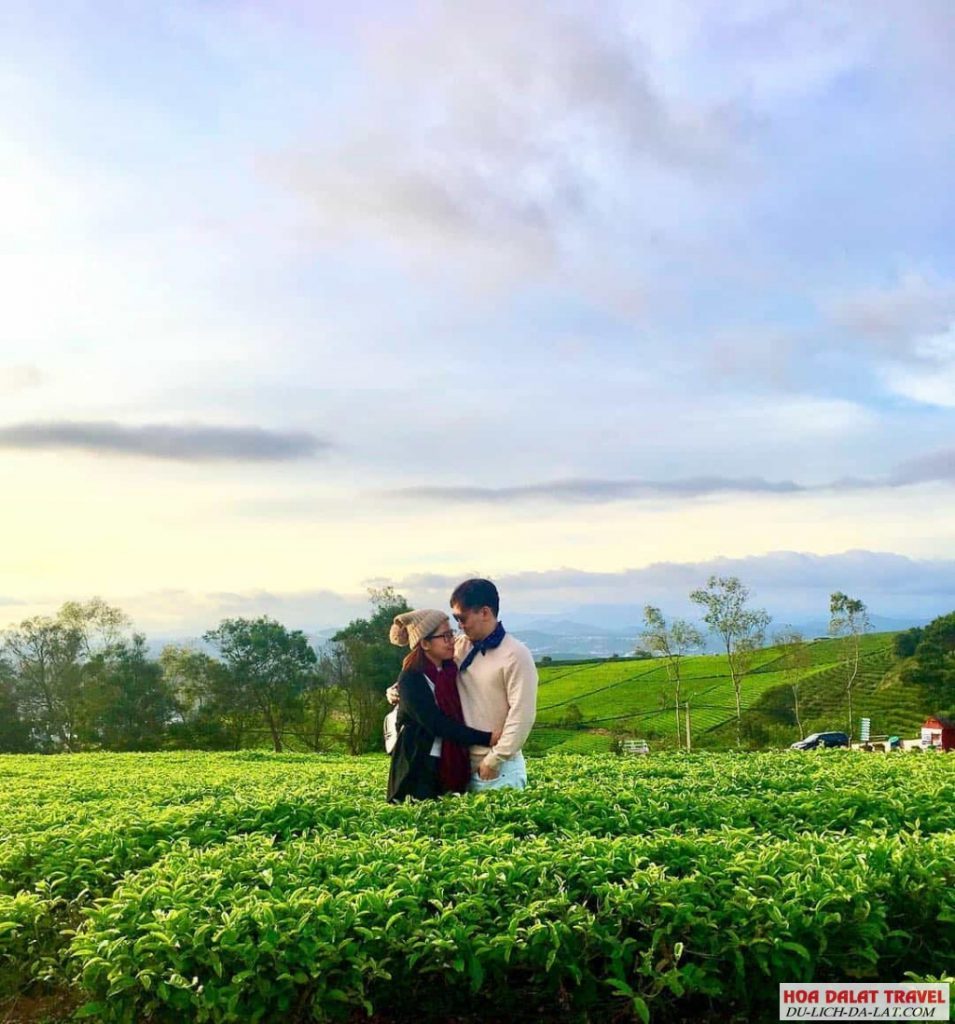 Đồi chè Cầu Đất