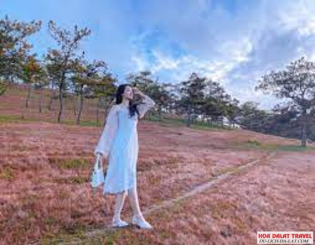 Đồi cỏ hồng Đà Lạt