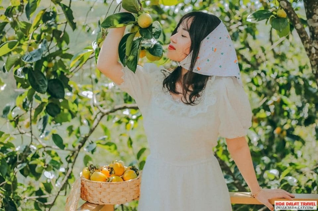 Mộc Trà Farm Đà Lạt