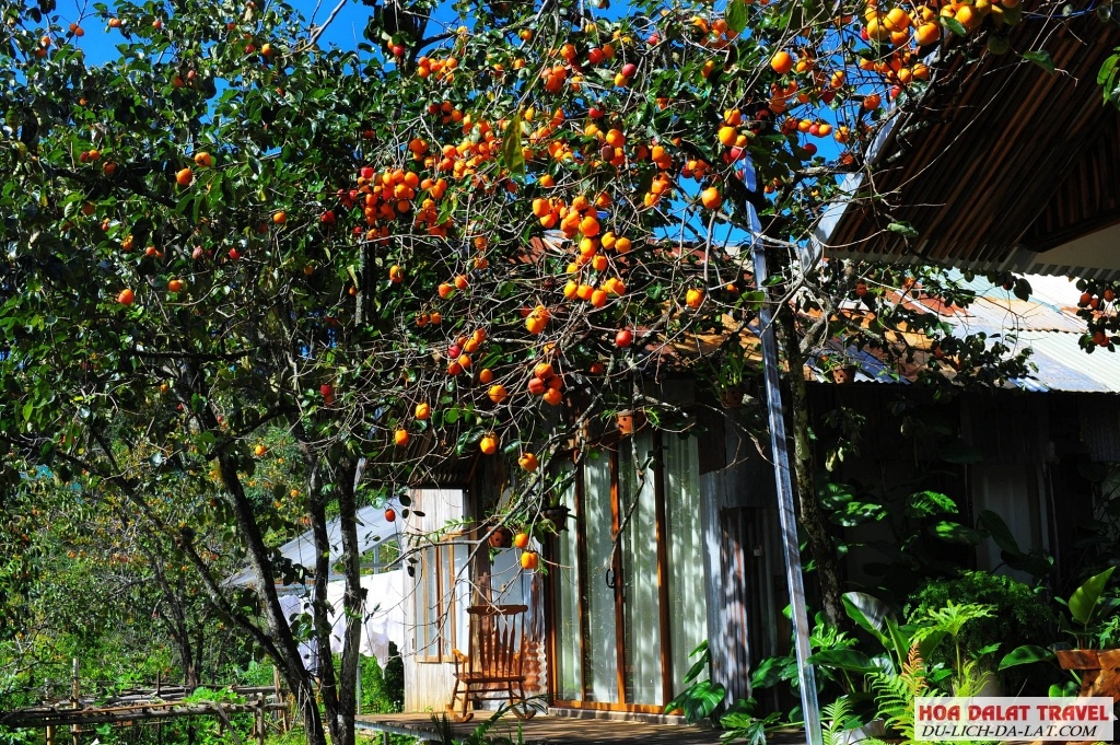 Mùa hồng chín rộ