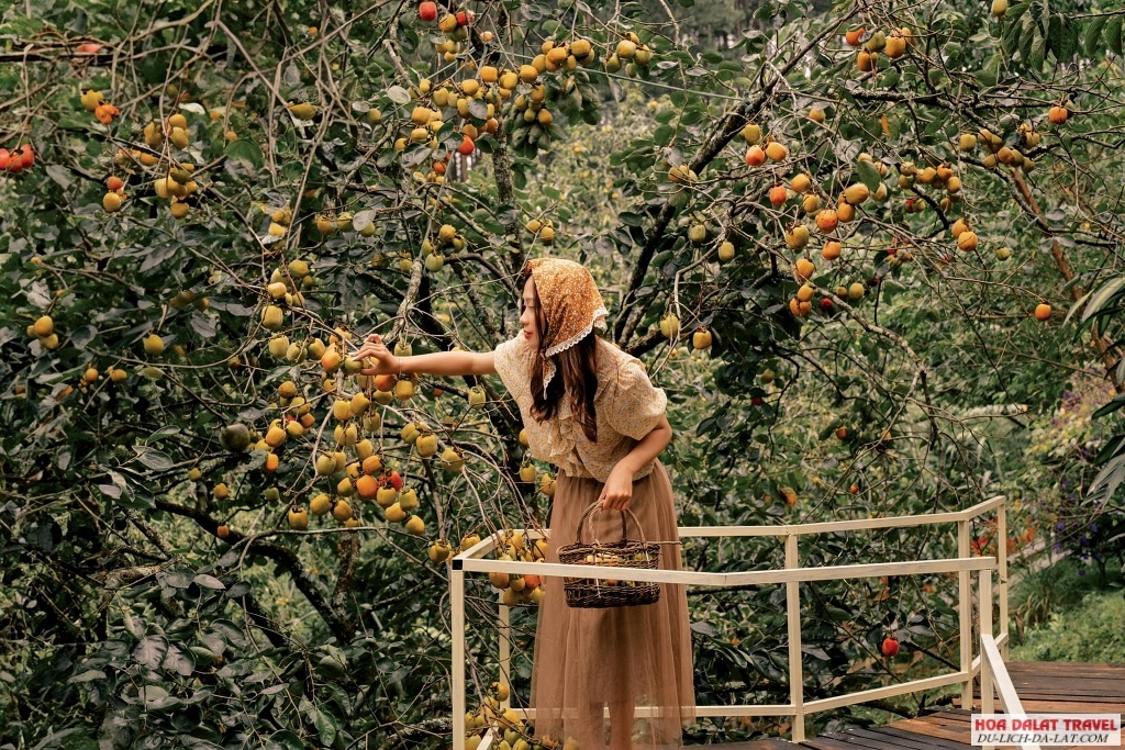 Mùa hồng giòn tại Đà Lạt