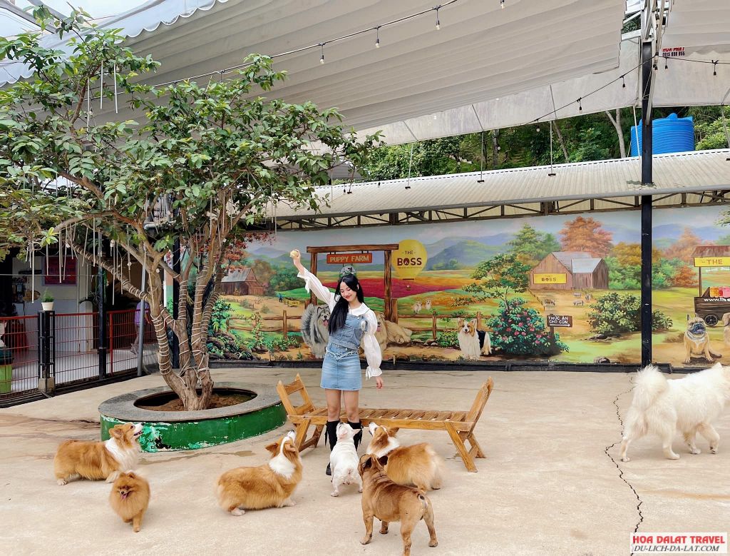 Nông Trại Cún - Puppy Farm