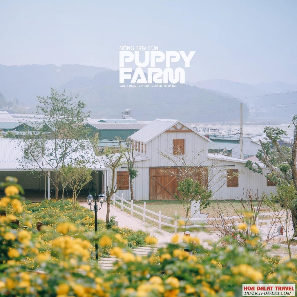 Nông trại Cún Puppy Farm