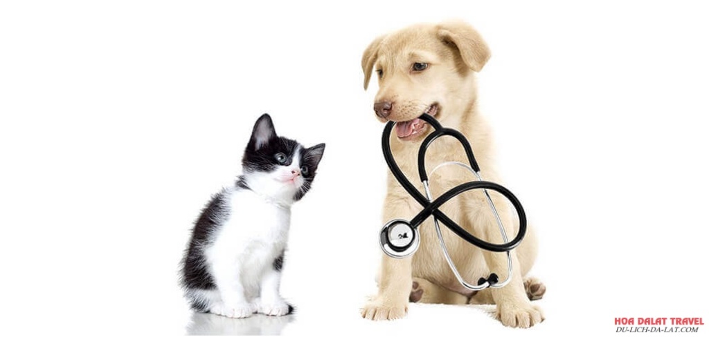 Phòng khám dịch vụ thú y Đà Lạt Pet