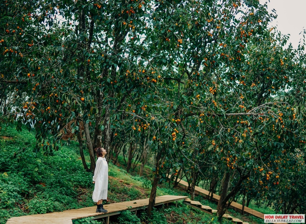 Thời điểm tham quan vườn hồng lý tưởng