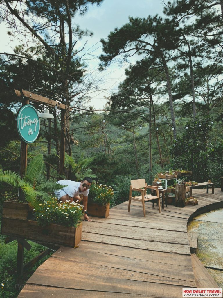Thông ơi