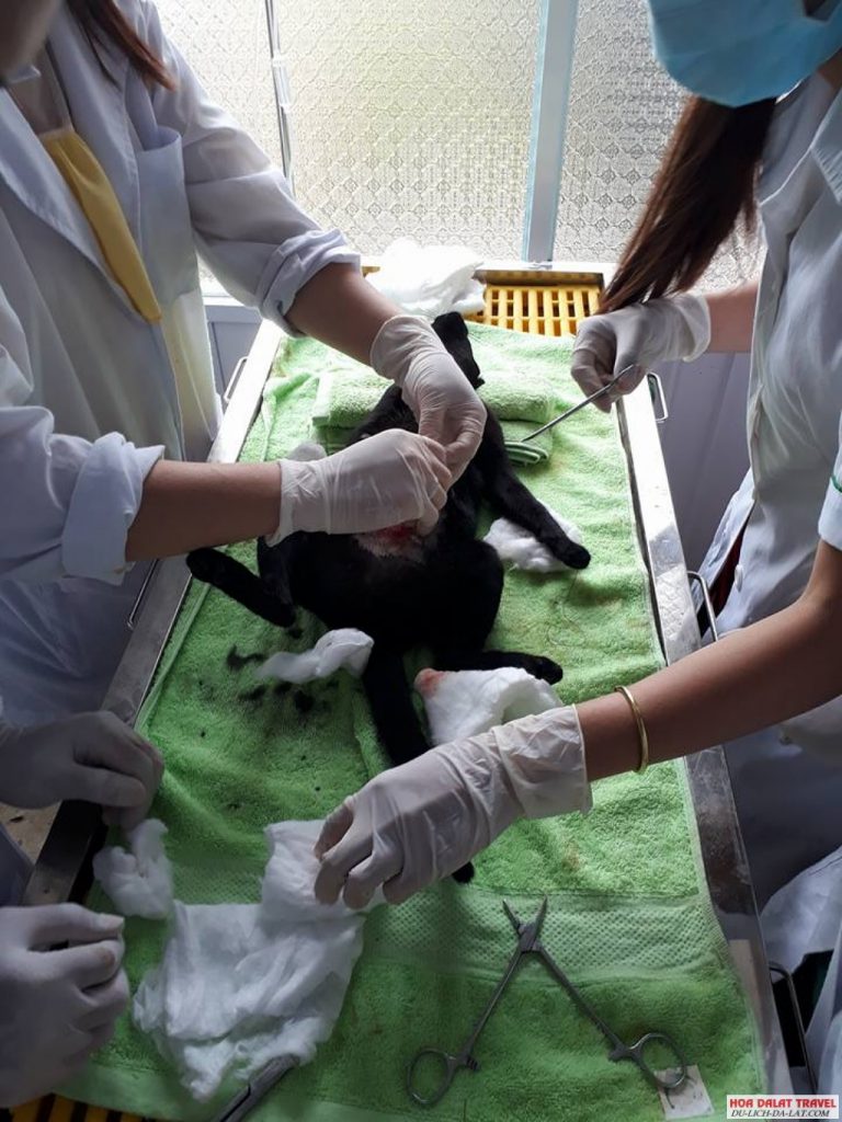 Thú Y Toàn Đà Lạt