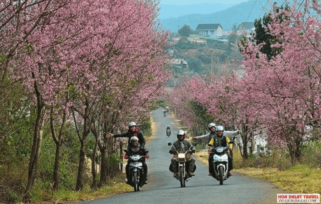 Thuê xe máy tại Cô Hoa