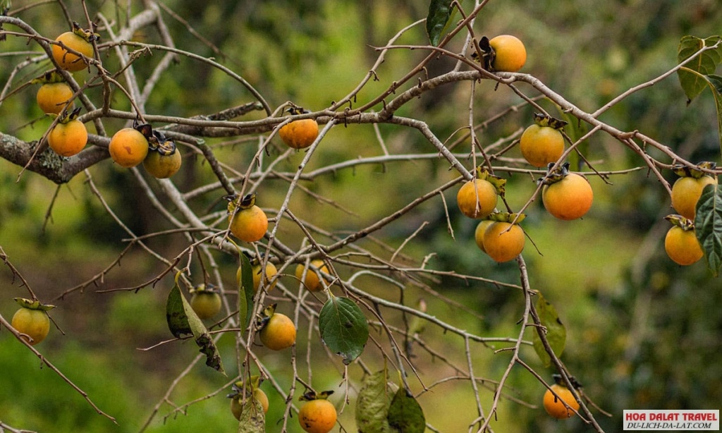 Vườn Hồng ÔNG THẮNG FARM Đà Lạt