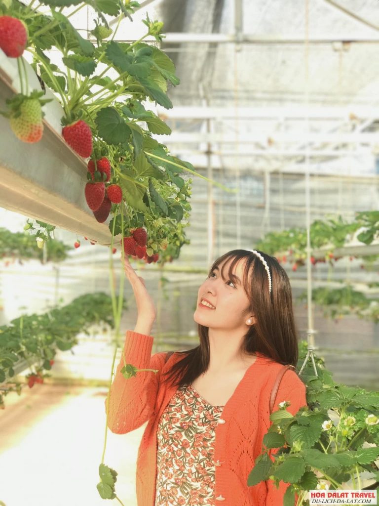 Vườn dâu Đà Lạt