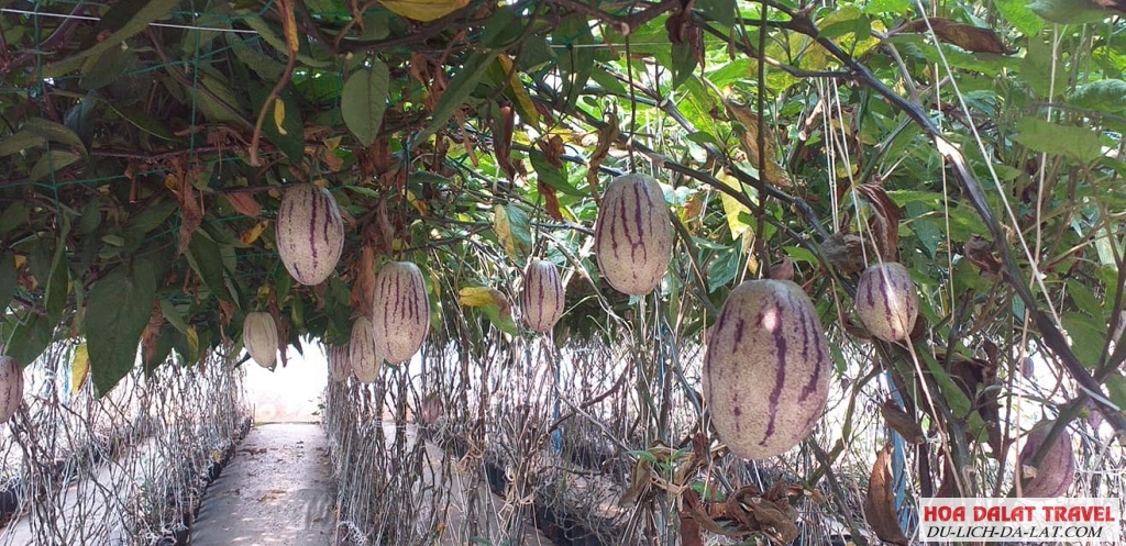 Vườn dưa Pepino