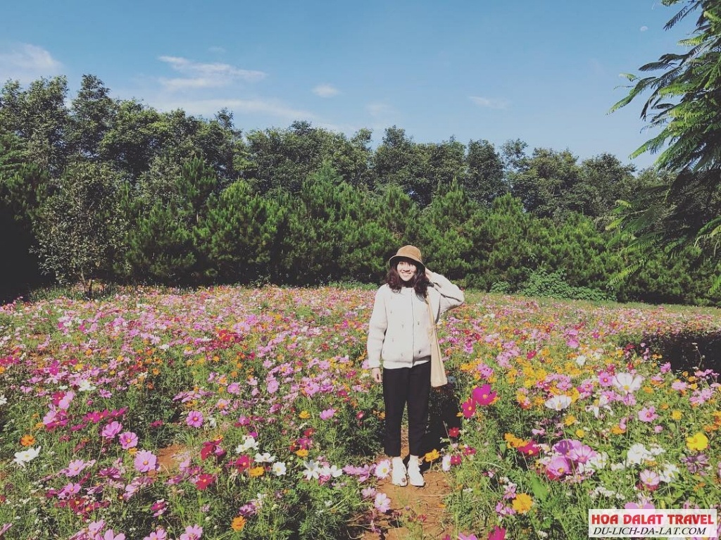 Vườn hoa cánh bướm 7 màu