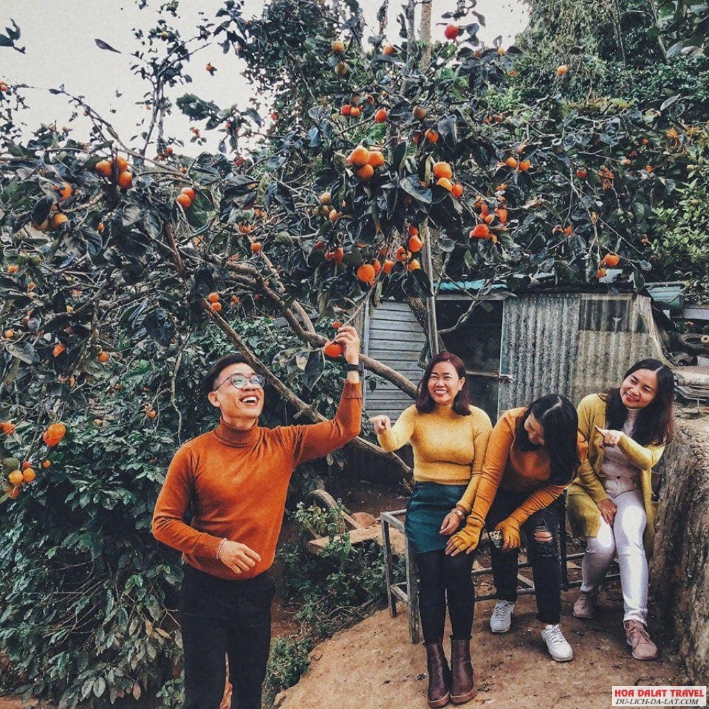 Vườn hồng Lễ Vân Đà Lạt