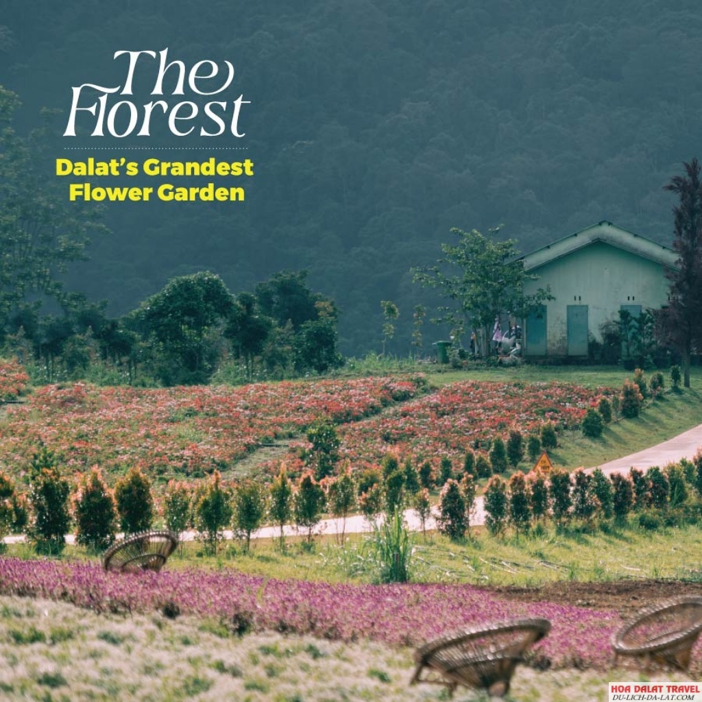 The Florest - Hoa Trong Rừng