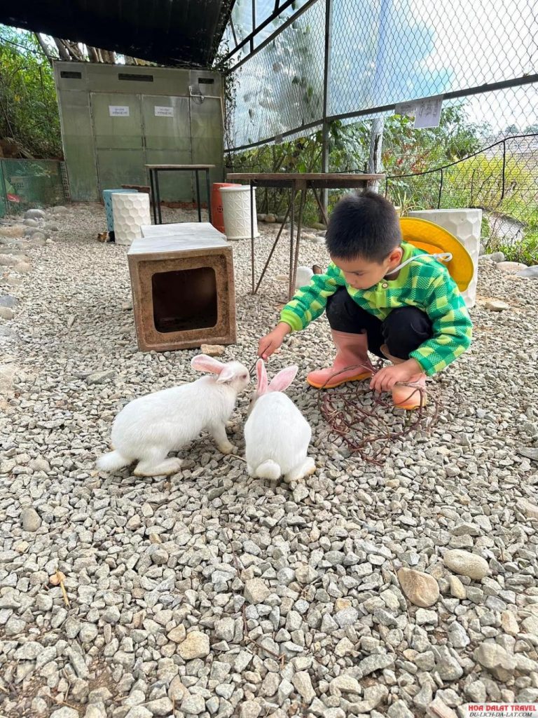 Bunny Hill Farm & Homestay Đà Lạt