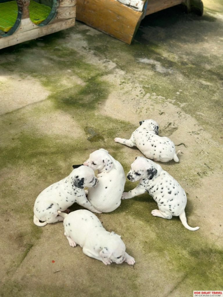 Các bé cún cute tại Bunny Hill