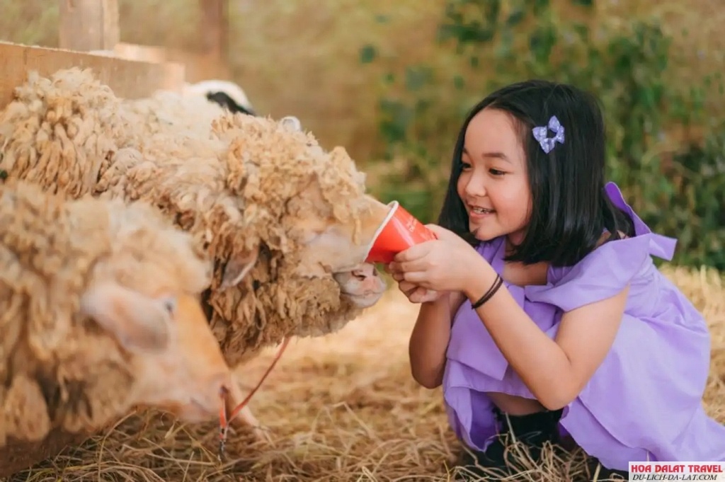 Chika Farm