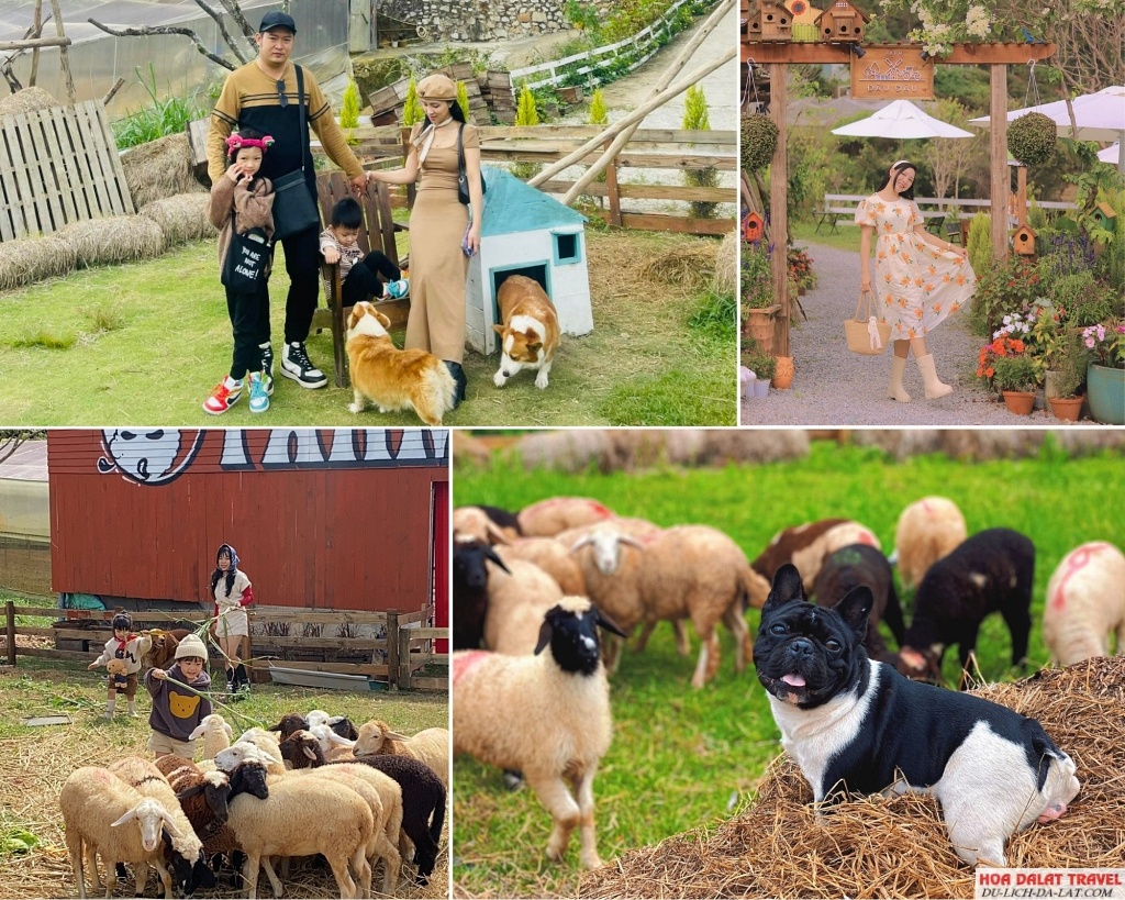 Đậu Đậu Đà Lạt Farm