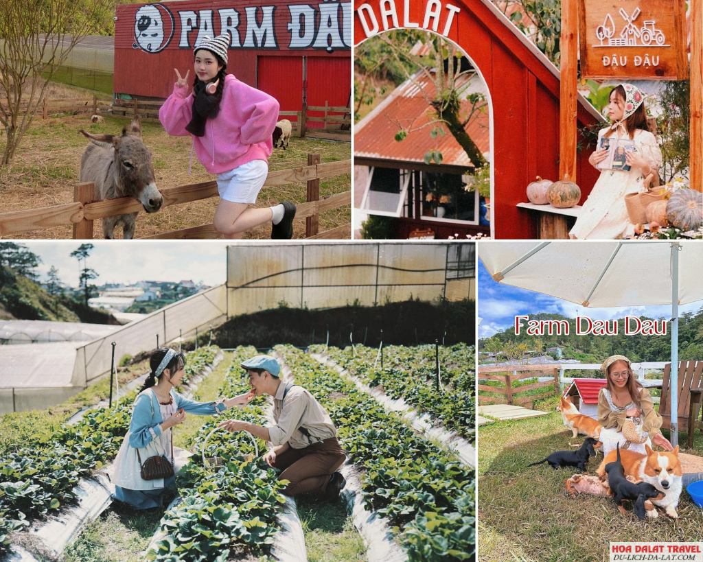 Farm Đậu Đậu