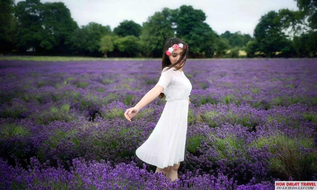 Khu Du Lịch Lavender Đà Lạt