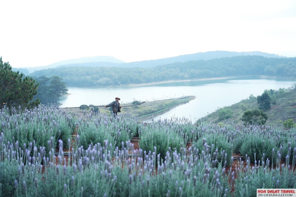 Lavender Dalat Hotel and Resorts