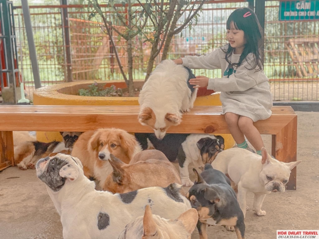 Nông Trại Cún - Puppy Farm