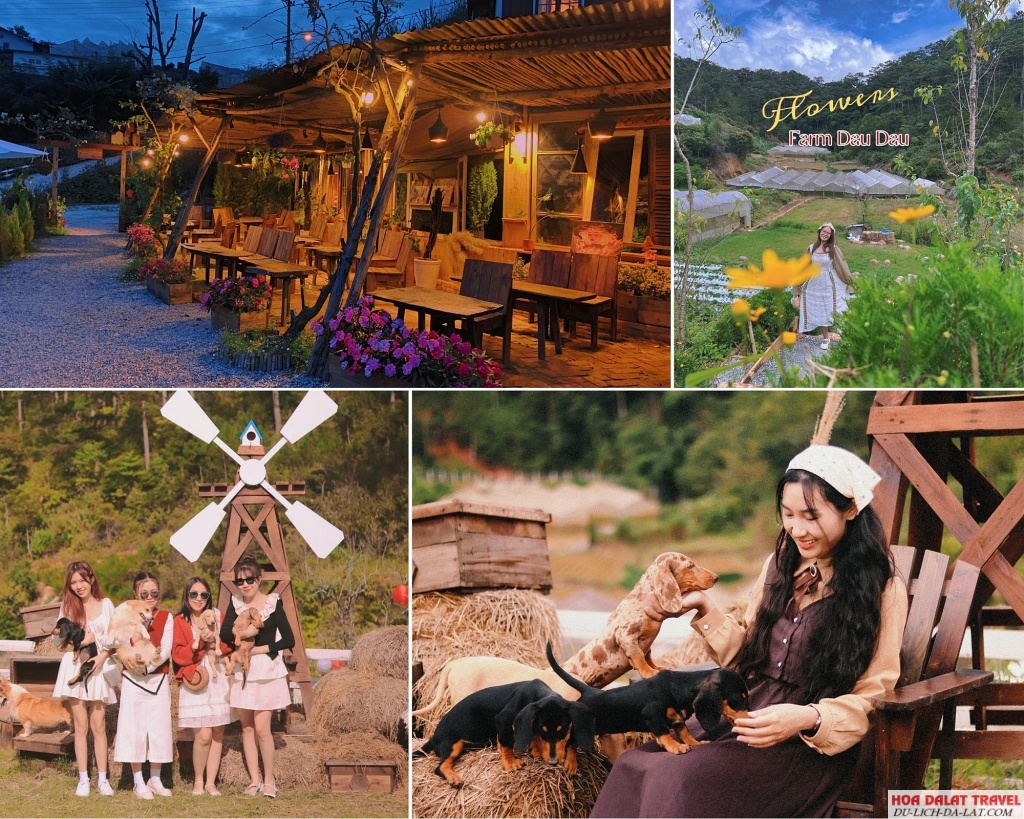 Nông trại cừu Đậu Đậu Farm