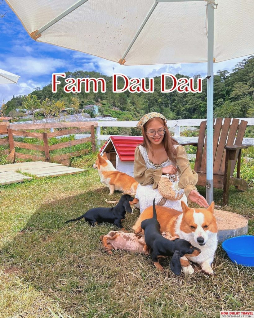 Review farm Đậu Đậu