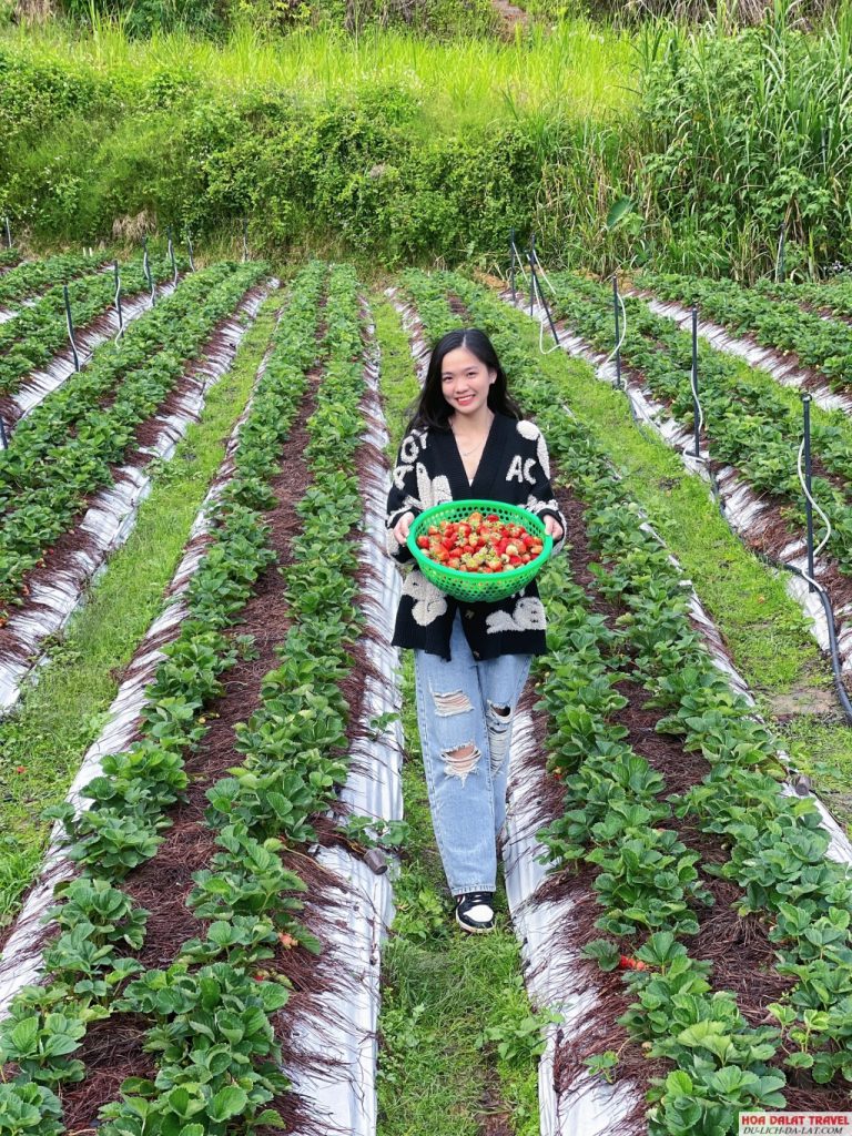 Trải nghiệm hái dâu tại vườn farm Đậu Đậu