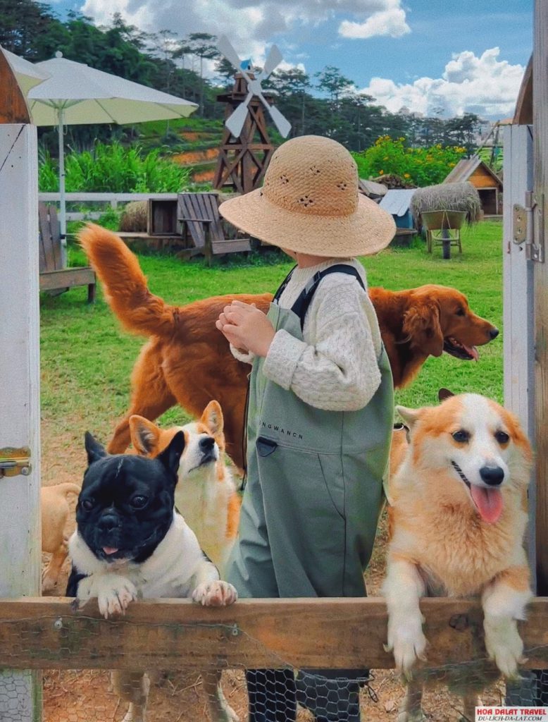 Vui chơi cùng thú cưng