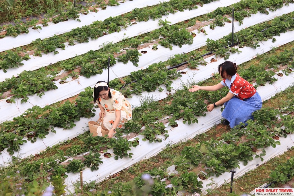 Vườn dâu Farm Đậu Đậu