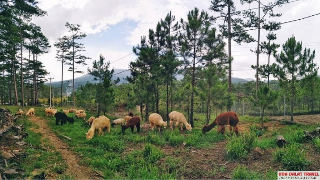Vườn thú ZooDoo Đà Lạt