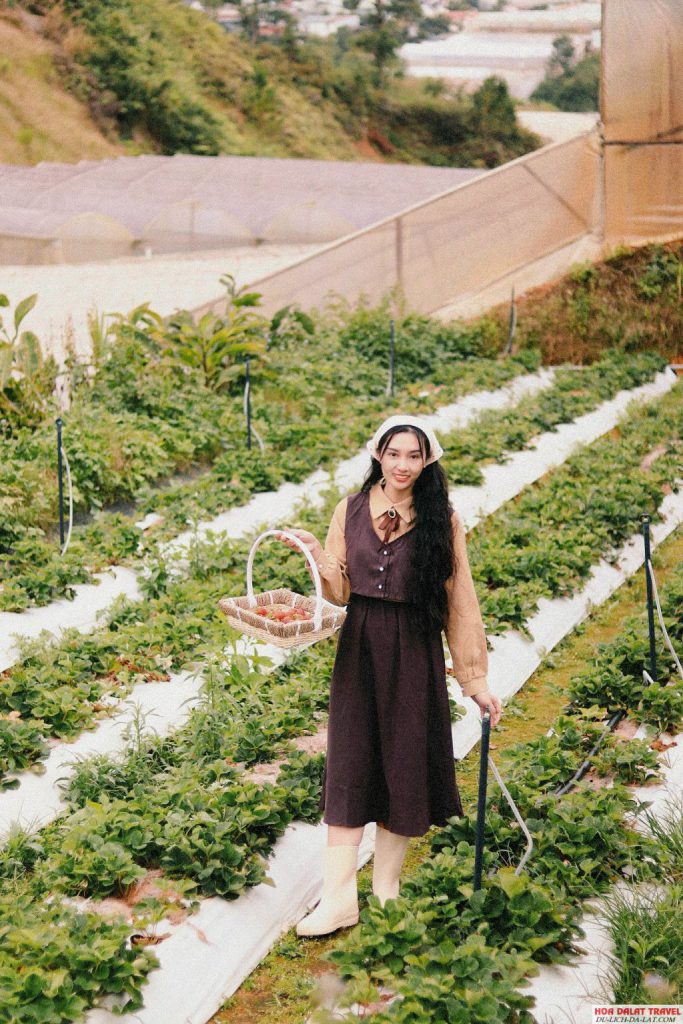 hái dâu tại Farm Đậu Đậu