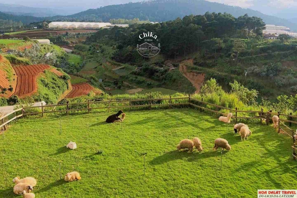 nông trại Chika Farm ở Đà Lạt