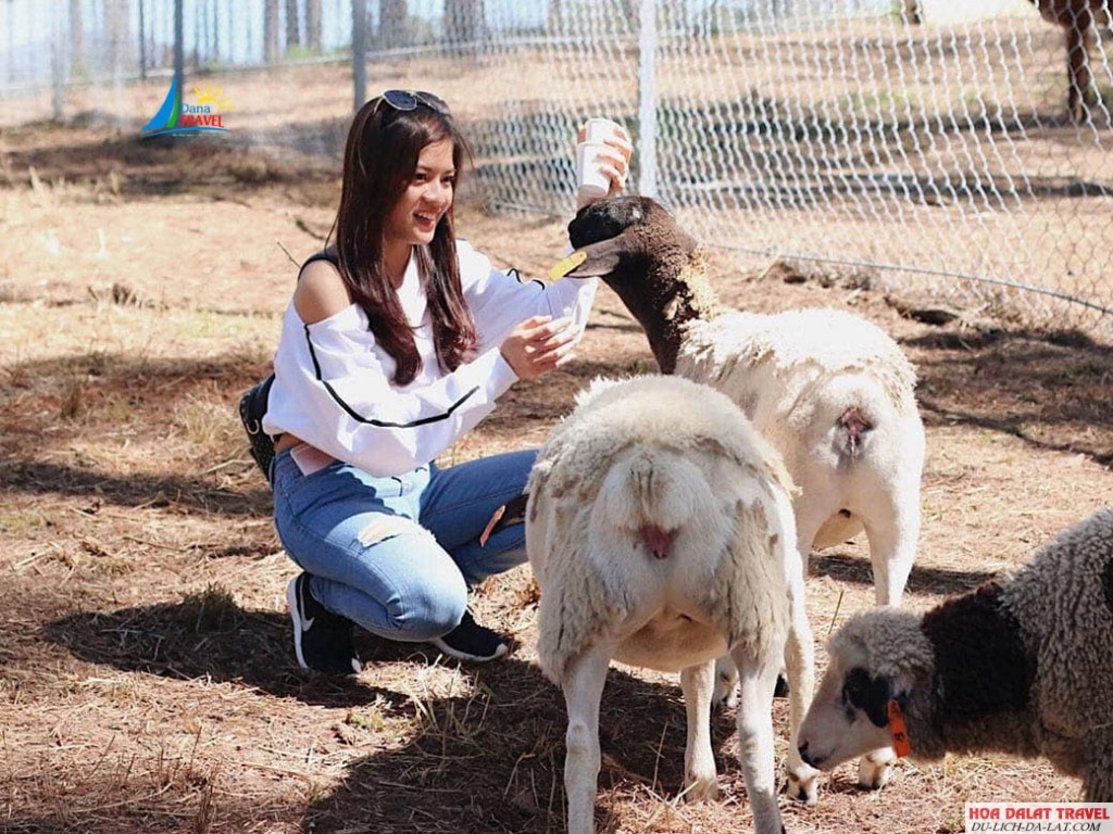 tham quan Sở thú Zoodoo