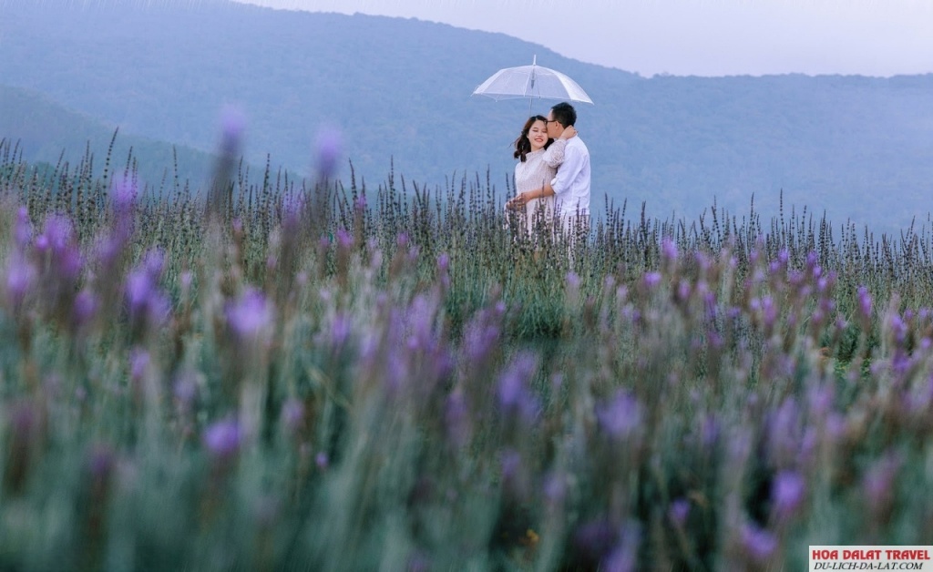 Cánh Đồng hoa Lavender