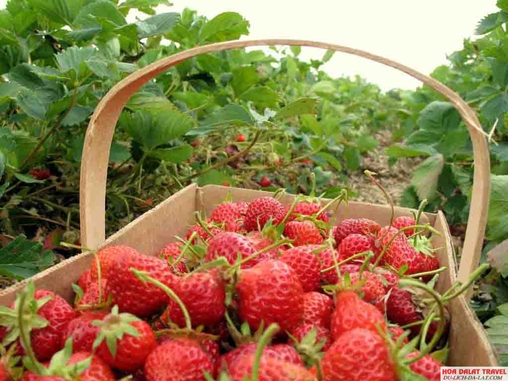 Giá ở những điểm hái dâu tại vườn Đà Lạt