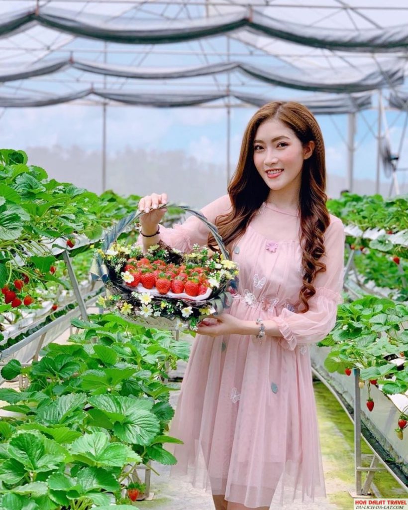 Hái dâu tại vườn
