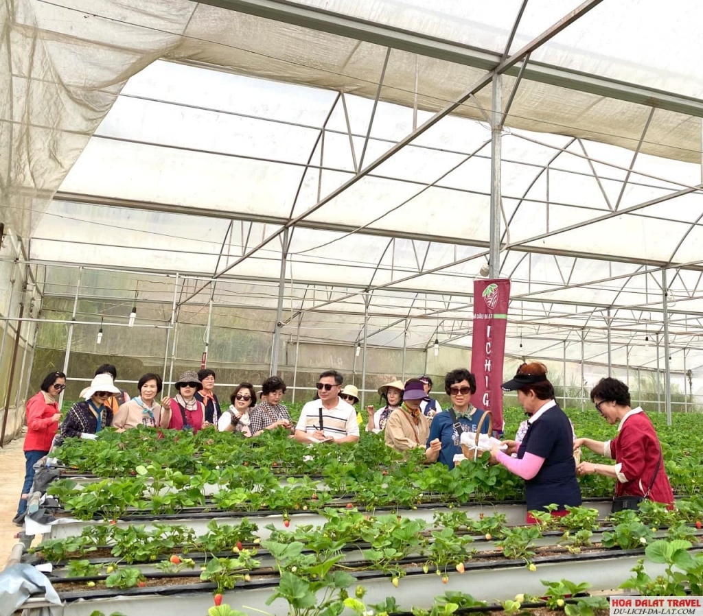 Ichigo Strawberry Farm