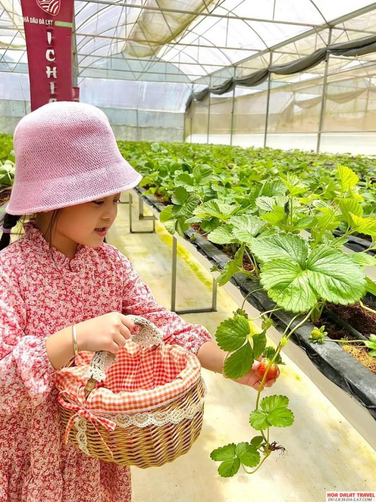 IchigoFarm DaLat