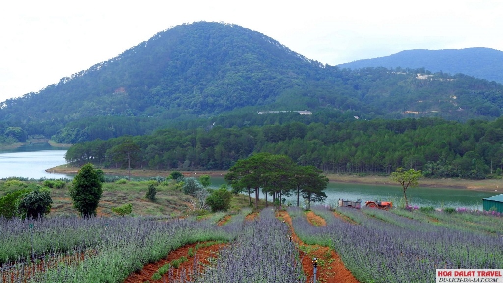 Lavender Đà Lạt vốn đã rất đẹp