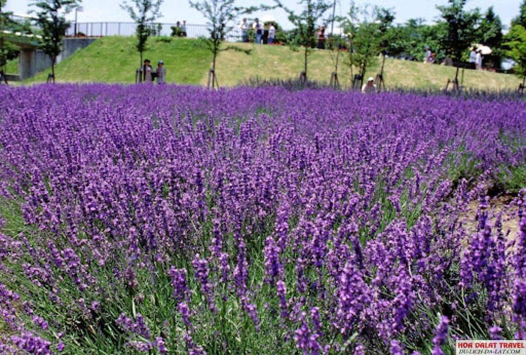 Lavender Đà Lạt