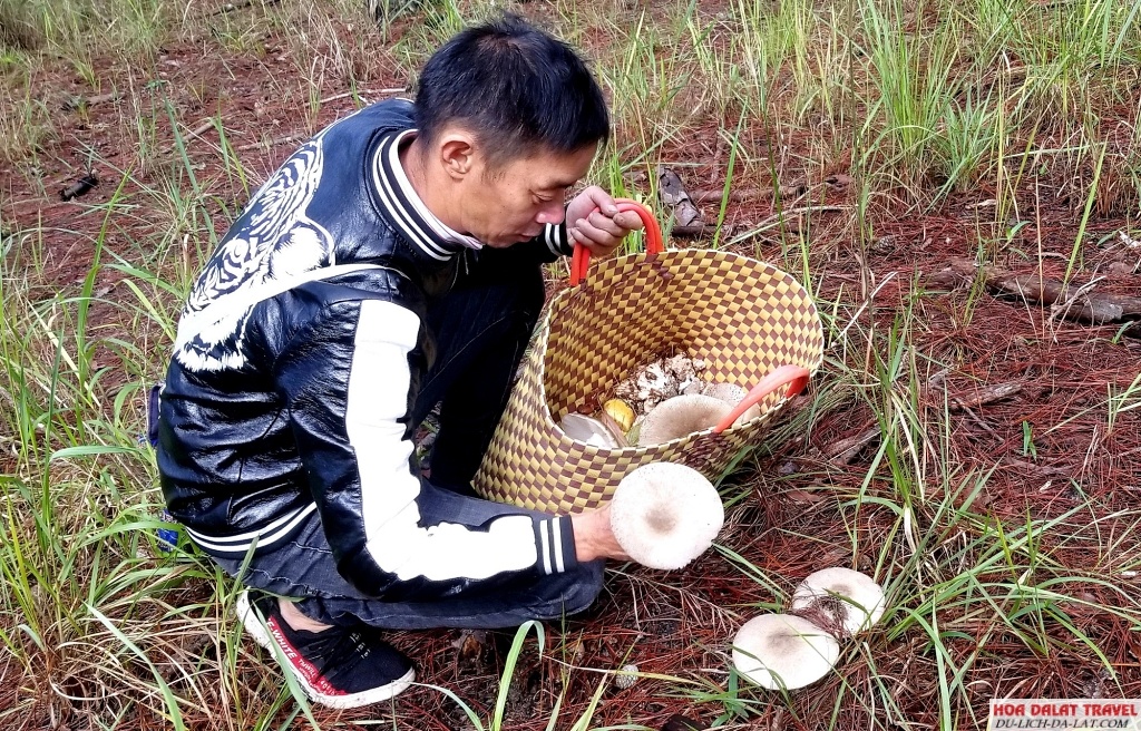 Nên đi hái nấm tại Đà Lạt vào thời điểm nào