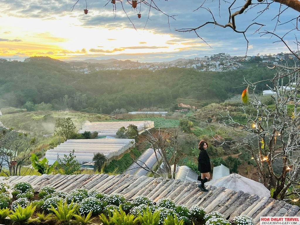 Pura Vida